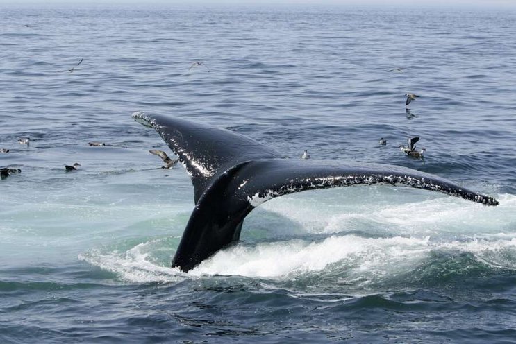 Nord- und Zentralamerika
